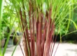 Tinh dầu Sả Citronella - Cymbopogon nardus