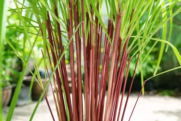 Tinh dầu Sả Citronella - Cymbopogon nardus