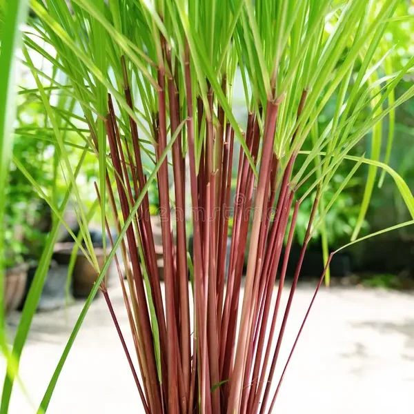 Tinh dầu Sả Citronella - Cymbopogon nardus