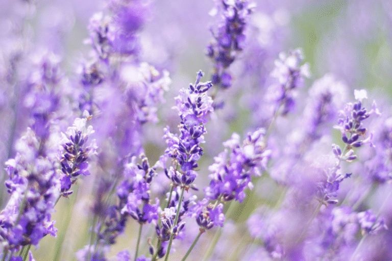 Tinh dầu oải hương - Lavender Essential Oil