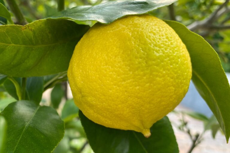 Tinh dầu Cam Bergamot - Bergamot Essential Oil