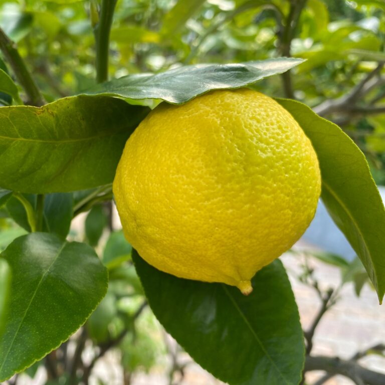 Tinh dầu Cam Bergamot - Bergamot Essential Oil